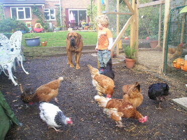 Proof that small boys dogs and chickens can co-exist!