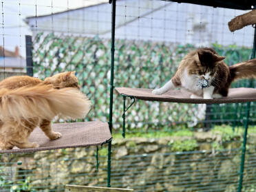 Zoomies on the outdoor cat shelf