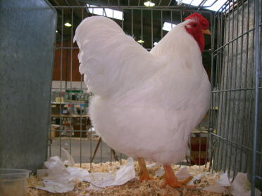 White chicken in cage