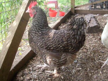 Chicken in run looking outside