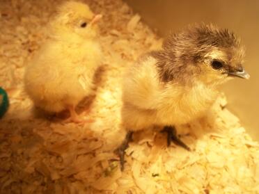 Silkie chick (right)