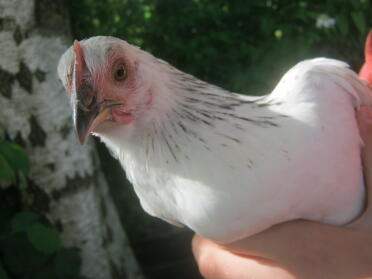 spangled chick, our light sussex pullet