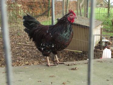 Speckled Sussex cockerel at chartley chucks