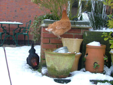 The pots provided a safe place away from the snow - 'where's Boo gone ?'