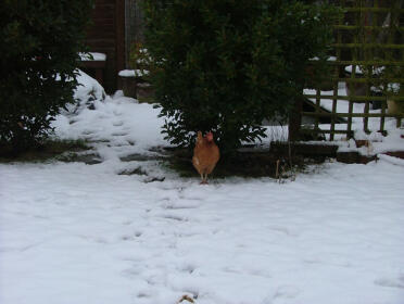 Chikki had found a snow free patch under the bay tree - but worried about how to get back to the run