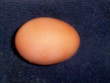 Mrs binny's first egg 21/12/09