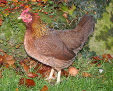 Welsummer hen in garden with egg
