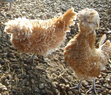 Two chickens
