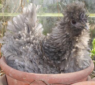 Frizzle chicken laying