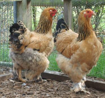 2 chickens looking out of their run