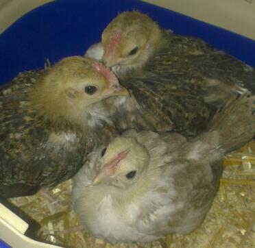 Serama chicks 4 weeks old