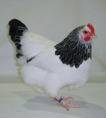 Stafford sussex chicken posing
