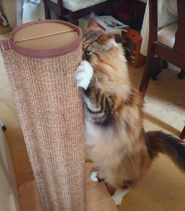 I absolutely love this cat scratching post!