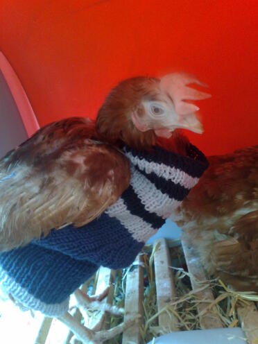 The rather bald Bramble in her hand-knitted jumper!