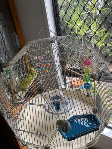 My green and gold Aussie budgies Sunny & Lunar bros love their Geo Cage with tray liner are very happy chirpy budgies 