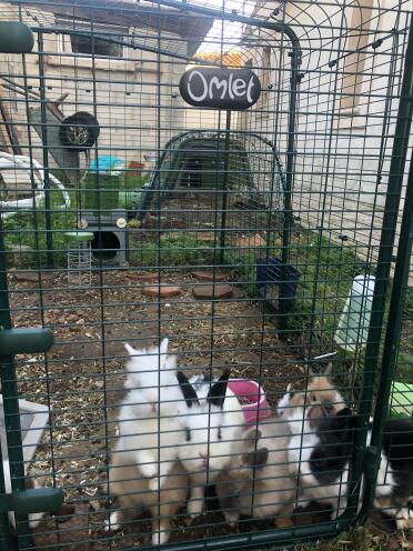 Outdoor enclosure for the rabbit tribe 🐰
