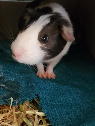 Little Miss Willow 