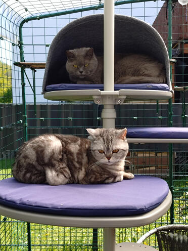 Rory & bella chilling 💞