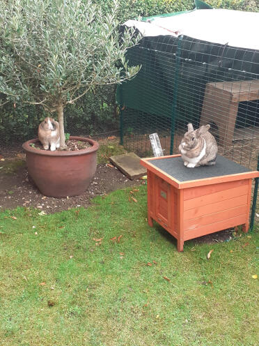 Enjoying the garden