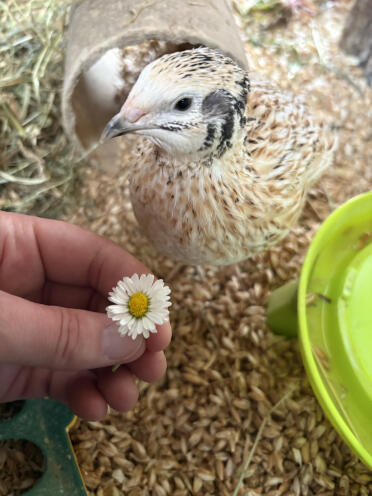 Angela's quails