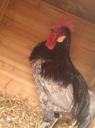 I can't name this breed of rooster, help please?