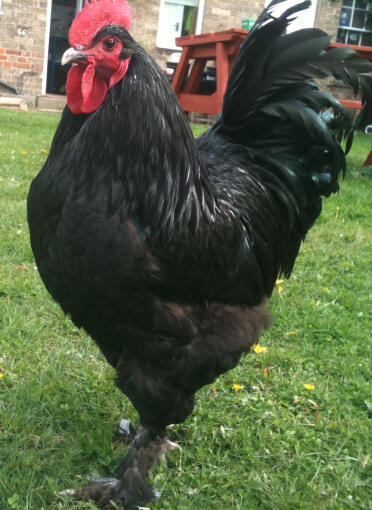 Chicken in the garden posing