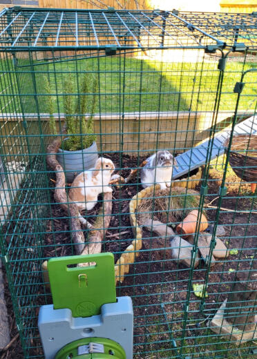 Rufus and ginger chilling in the Omlet