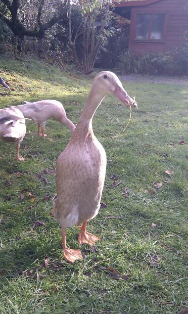 3 ducks in the garden