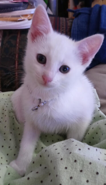 Picture of pepper 