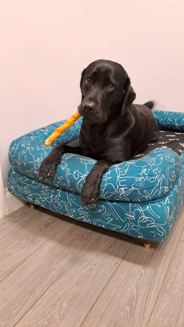 Loving the doodle dog print!