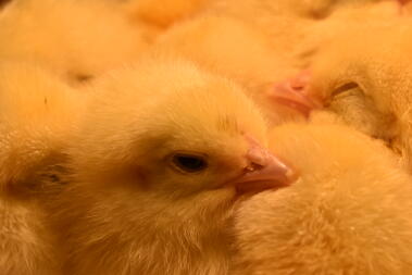 chicks in a brooder