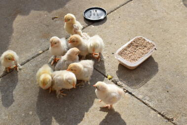 chicks outside for the first time