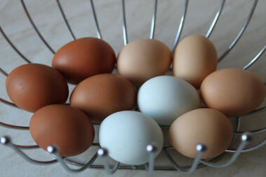 Lovely coloured eggs from my rescued girls