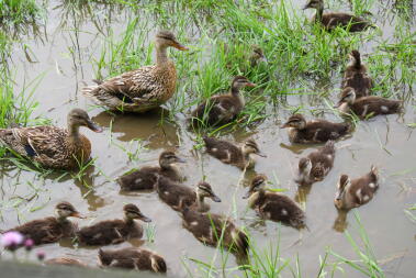 time for a swim