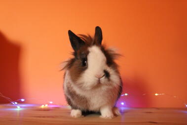 A little guinea pig with a fluffy head.