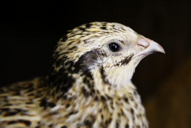 Italian Coturnix Quail