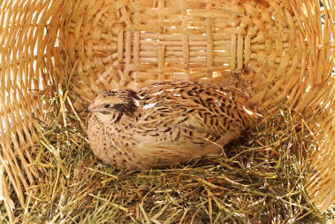 Chicken in basket