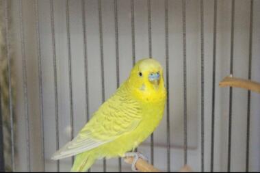 Budgie in cage