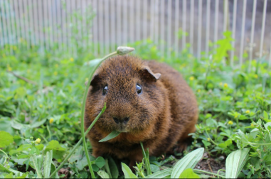 Guinea pig in run