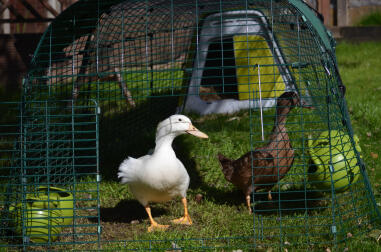 Dolly & Delilah enjoying their Eglu Go!