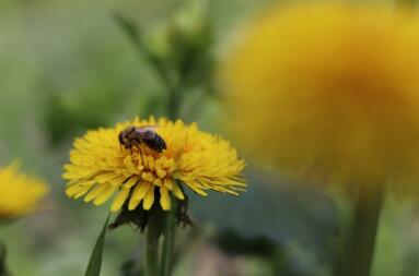 Bee on flower