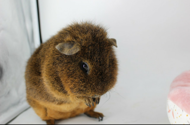 Guinea pig