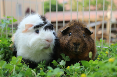 Guinea pigs in run