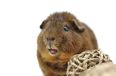 A small brown guinea pig with a ball of rope next to it