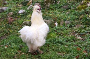 A white fluffy chicken on grass