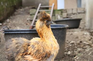 A brown and black chicken in a garden