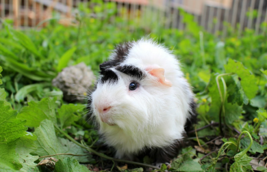 Guinea pig in run