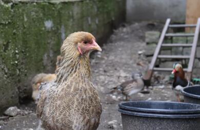 Chickens in run