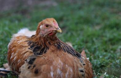 A chicken sitting on some grass