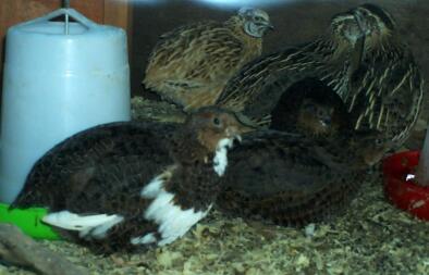 Coturnix Quail